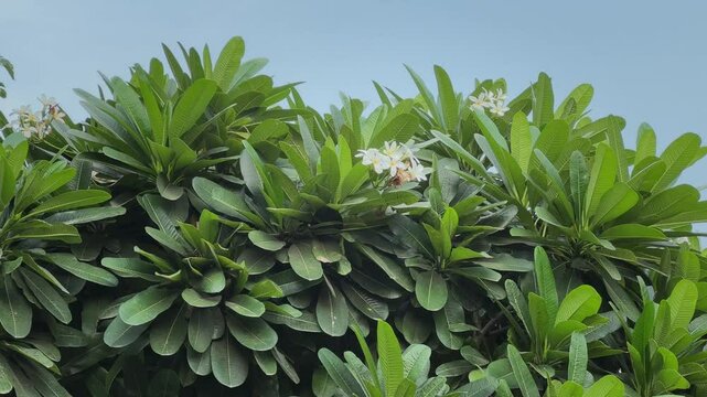 Blooming plumeria or champa flower plant on a huge tree with lots of green leaves