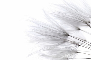Obraz premium Abstract background screensaver closeup of dandelion flower and its seeds