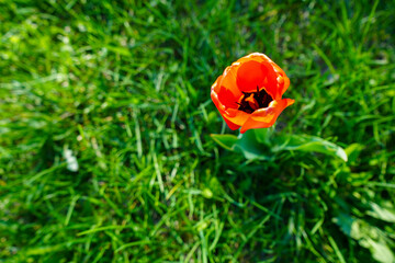 A red tulip among green grass in summer sunny day. View from above