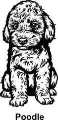 Obraz premium Puppy Poodle - Dog Breed, Puppy Breed Vector File, detailed vector