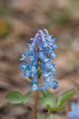 野幌神社で咲いているエゾエンゴサク