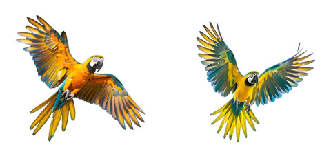 Obraz premium Beautiful colorful parrot flying, wings spread, front view. Generative AI.