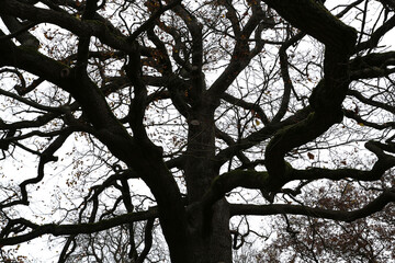 Ch&ecirc;ne p&eacute;doncul&eacute; sans feuilles en automne