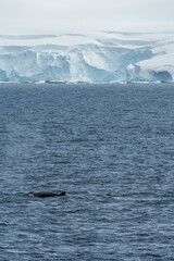 Fototapeta premium Impression of the Scenery near Anvers Island, on the Antarctic Peninsula. A diving humpback whale -Megaptera novaeangliae- is shown in the foreground.