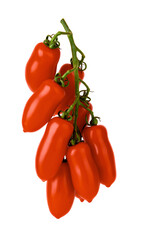 San Marzano tomatoes hanging bunch isolated on white background. Red ripe elongated tomatoes on a green branch. Raw vegetables and vegetarian food concept.