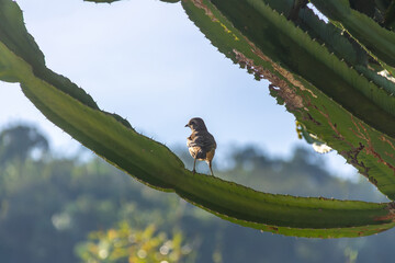 Chalk-browed mockingbird (Mimus saturninus) perched on a candelabra cactus, in a natural setting. Perfect for ecology and conservation projects.