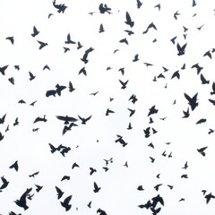 Fototapeta premium A Flock of Birds in Flight Against a White Sky