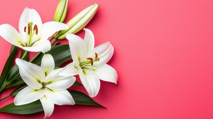 White Lily Flowers on Bright Pink Background for Floral Design