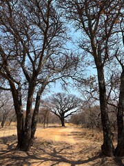 Path in bushveld