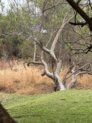 tree in the park