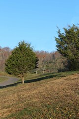Lush Tree in West Virginia on hillside