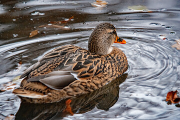 Stockente im herbstlichen Teich mit Spiegelung