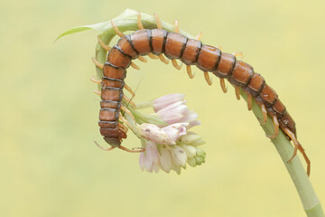 A centipede hunting small insects in a wild flower. This multi-legged animal has the scientific name Scolopendra morsitans.