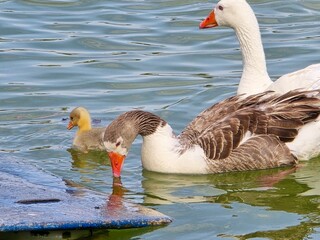 kacza rodzina pisklęta mama tato © Miroslaw