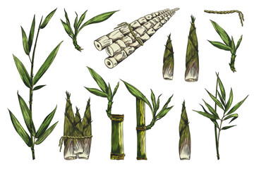 Vector illustration of hand drawn bamboo plant set. © sabelskaya