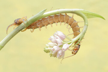 A centipede hunting small insects in a wild flower. This multi-legged animal has the scientific...