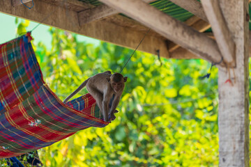 A monkey on a colorful hammock hanging under a wooden structure with the background is a blur of green foliage