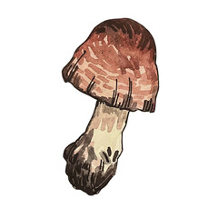 mushroom - watercolor