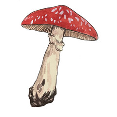 Fly agaric - watercolor