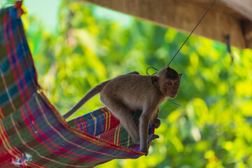 A monkey on a colorful hammock hanging under a wooden structure with the background is a blur of green foliage