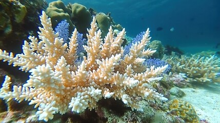 White and blue corals growing in tropical reef