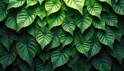 Fototapeta premium Dense arrangement of heart-shaped green leaves creating natural pattern in lush botanical photography style