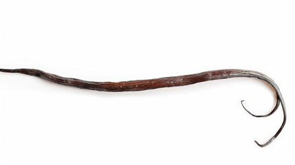 vanilla bean isolated on white background