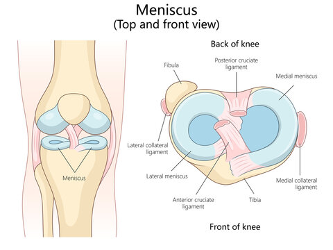 meniscus in top and front views, including ligaments and surrounding knee structures diagram hand drawn schematic raster illustration. Medical science educational illustration