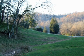 Deer walking in the West Virginia fields