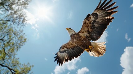 Fototapeta premium Majestic Eagle Soaring Against a Bright Blue Sky with Radiant Sunlight Illuminating Its Powerful Wings in a Natural Outdoor Setting