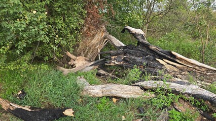 drzewo złamane przez powódź
