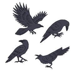 Hand drawn inky sketch style ravens or crows set isolated on white background. Mystic black birds bundle