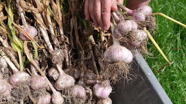 Hands of an elderly woman gardener holding a bunch of garlic against the background of a wheelbarrow with a garlic harvest