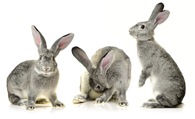 grey rabbit on a white background