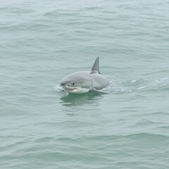 Fototapeta premium Great White Shark in Ocean Waters Majestically Swimming