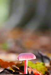 Beautiful mushroom among the leaves with bokeh background. Mushroom in the forest, macro shot, shallow depth of field. 