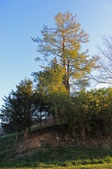 Fototapeta premium Looking up at a West Virginia hillside