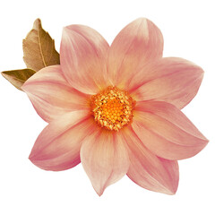 Dahlia flower on isolated background with clipping path. Closeup. Transparent background