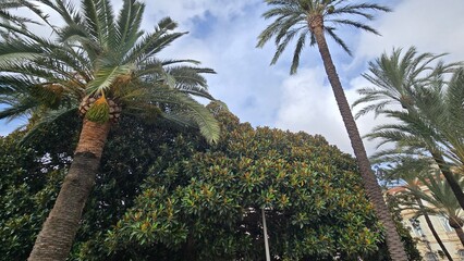 plmy niebo zieleń © Miroslaw