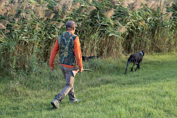 Mature hunter man holding a shotgun and walking through a field
