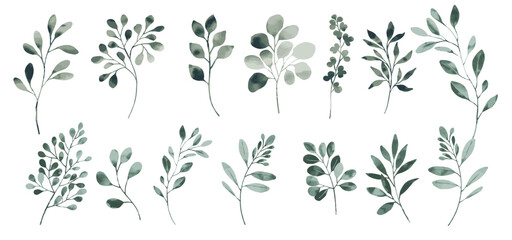 Green watercolor leaves on isolated background. Hand painted branches leaves, Eucalyptus leaves.