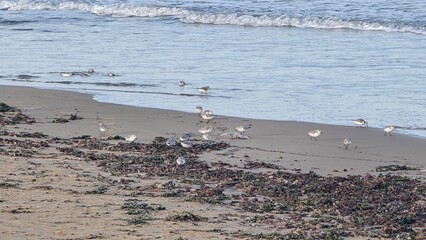 ptactwo morskie żeruje na plaży © Miroslaw