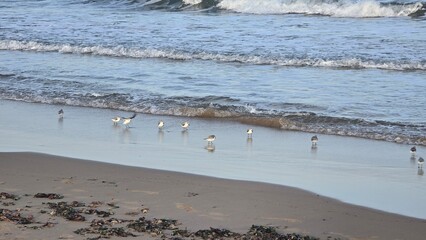 ptactwo morskie żeruje na plaży © Miroslaw