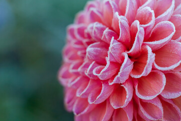 First autumn frost in the garden. Pink dahlia flower covered in ice crystals after first killing frost of the season. Frozen flower close up.