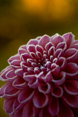 First autumn frost in the garden. Pink dahlia flower covered in ice crystals after first killing frost of the season. Frozen flower close up.