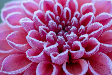 First autumn frost in the garden. Pink dahlia flower covered in ice crystals after first killing frost of the season. Frozen flower close up.