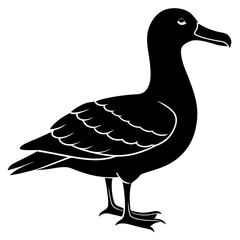 Albatross Silhouette vector illustration