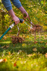 Woman washing dahlia plant tubers, cleaning and preparing them for winter storage. Autumn gardening jobs. Overwintering dahlia tubers.