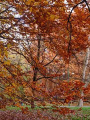 Autumn at Parco Sempione, Milan