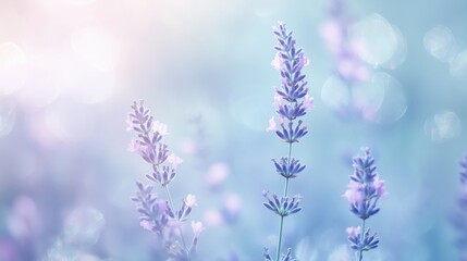 Naklejka premium Leuchtender Lavendel vor sanftem Bokeh